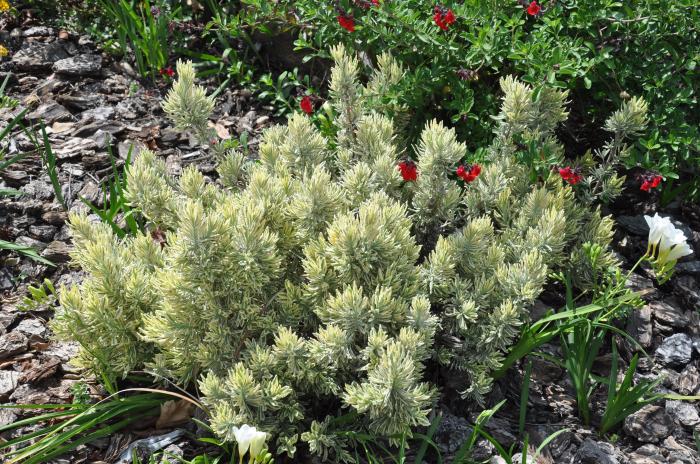 Plant photo of: Lavandula 'Meerlo'