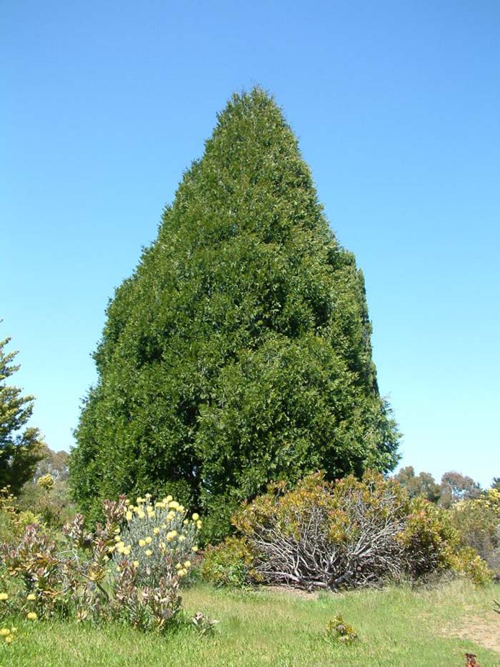 Plant photo of: Cupressocyparis leylandii