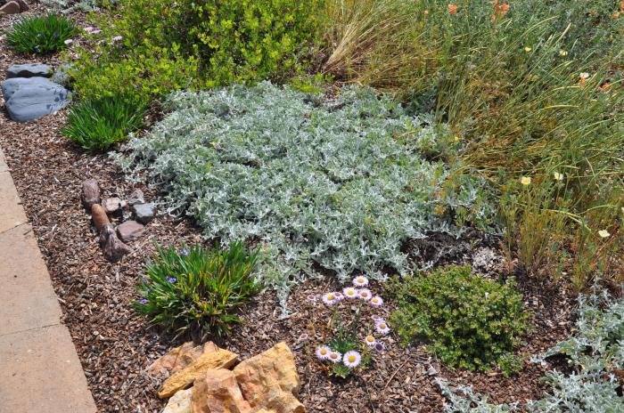 Plant photo of: Lessingia filaginifolia 'Silver Carpet'