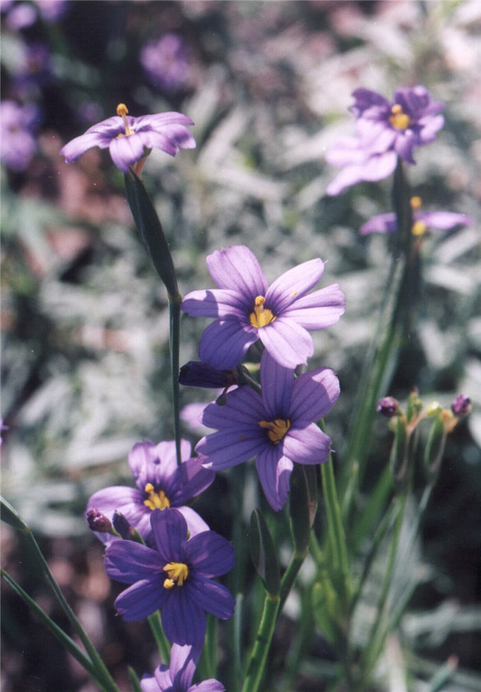 Plant photo of: Sisyrinchium bellum