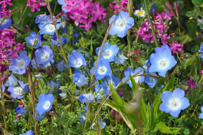 Plant photo of: Nemophila menziesii