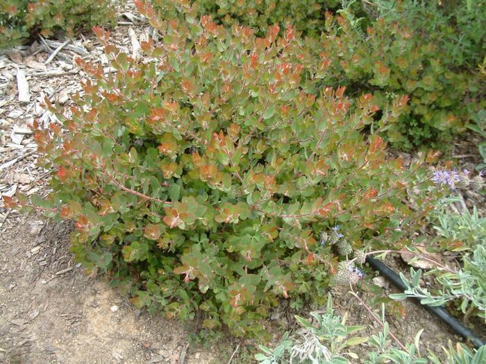 Plant photo of: Arctostaphylos 'John Dourley'