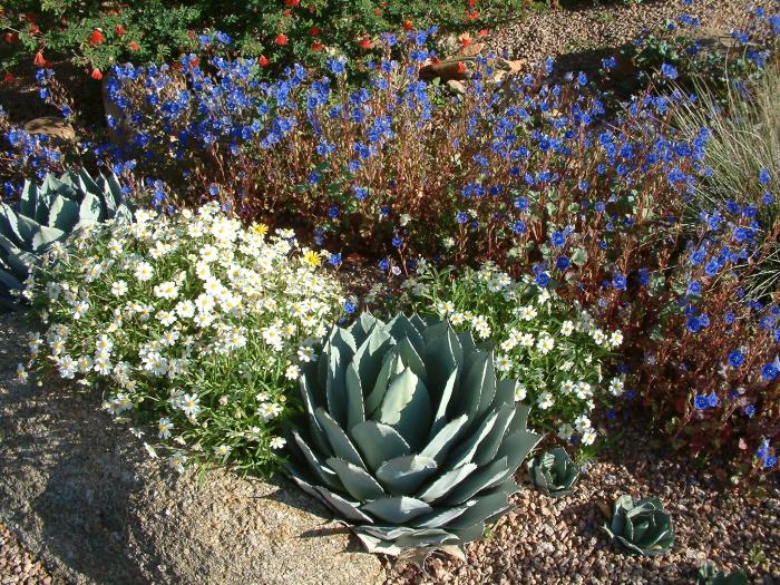 Plant photo of: Agave parryi melampodium