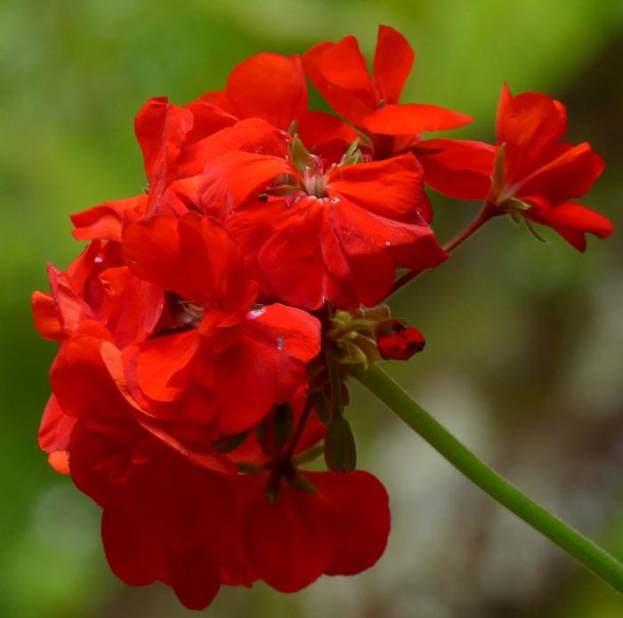 Plant photo of: Pelargonium 'Patriot Red'