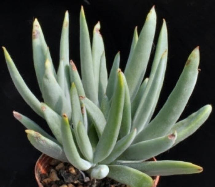 Plant photo of: Cotyledon orbiculata var. oblonga