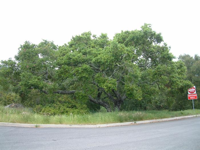 Plant photo of: Quercus agrifolia