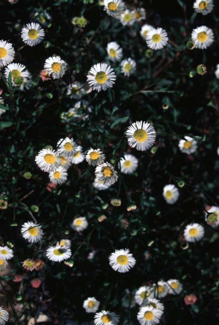 Plant photo of: Erigeron karvinskianus 'Profusion'