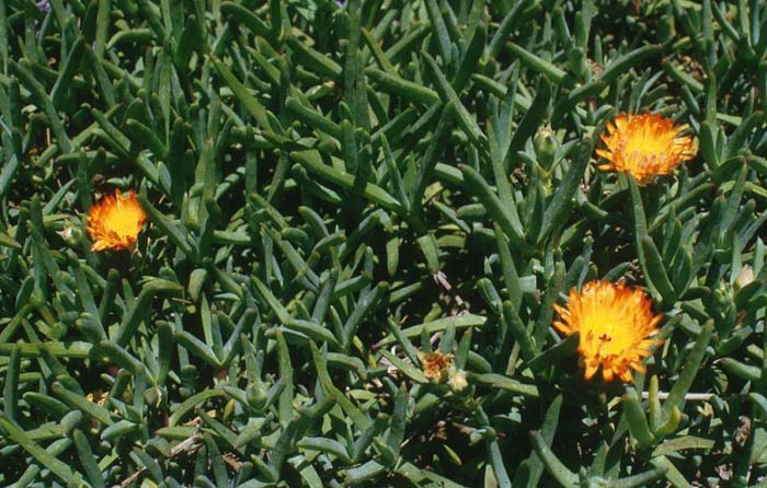 Plant photo of: Lampranthus aurantiacus