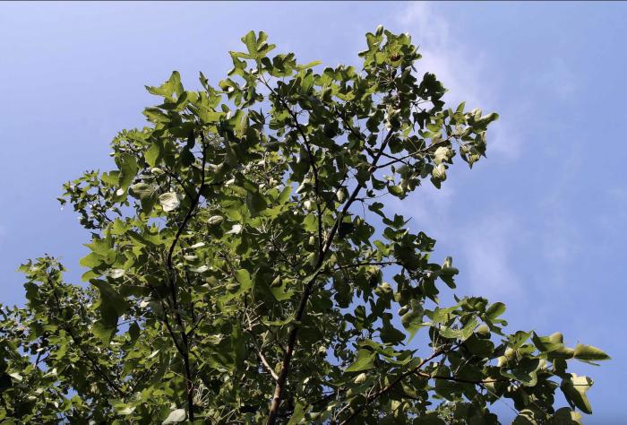 Plant photo of: Liquidambar styraciflua