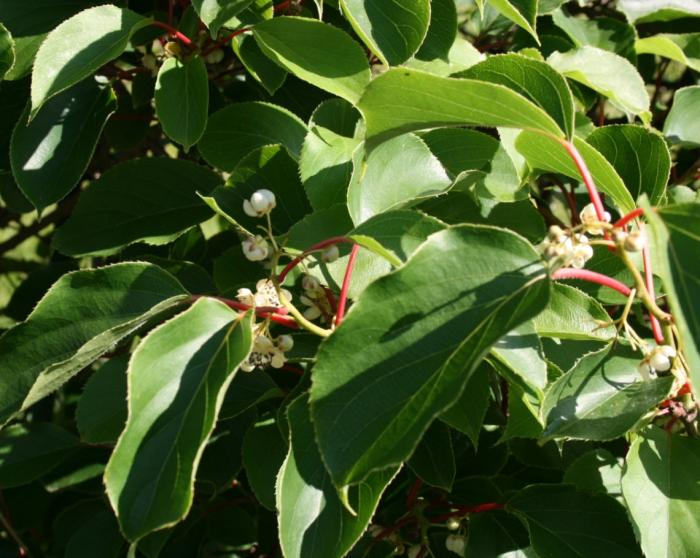 Plant photo of: Actinidia arguta