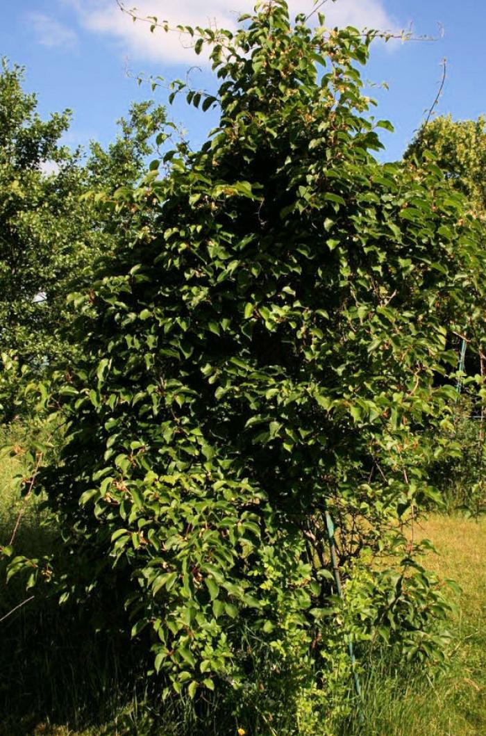 Plant photo of: Actinidia arguta