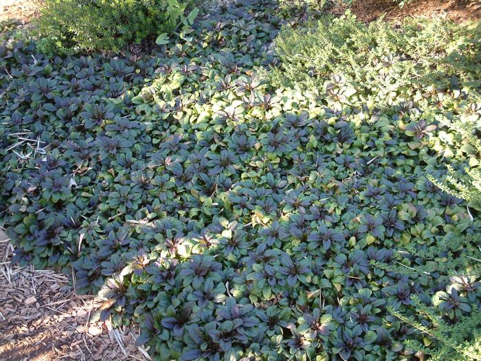 Plant photo of: Ajuga reptans