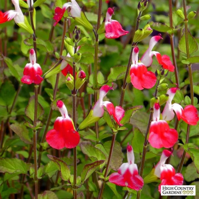 Plant photo of: Salvia 'Hot Lips'