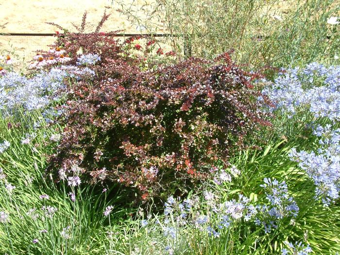 Plant photo of: Berberis thunbergii 'Royal Burgundy'