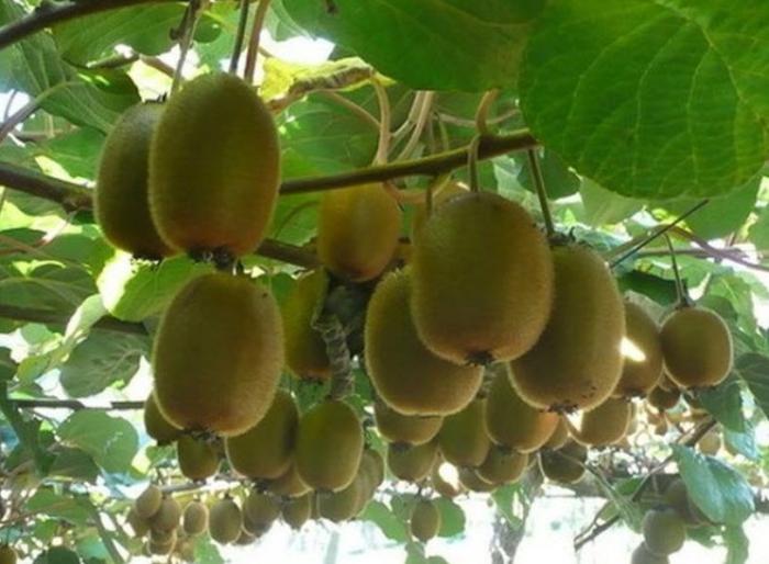 Plant photo of: Actinidia deliciosa