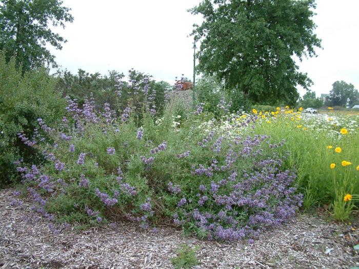 Plant photo of: Salvia clevelandii 'Allen Chickering'