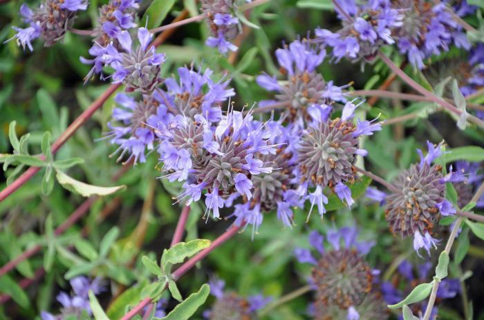 Plant photo of: Salvia clevelandii 'Allen Chickering'