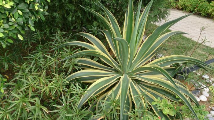 Plant photo of: Agave desmetiana 'Variegata'