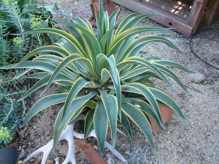 Plant photo of: Agave desmetiana 'Variegata'