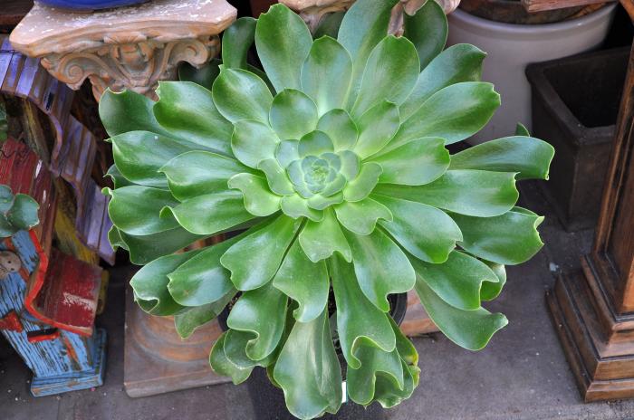 Plant photo of: Aeonium undulatum