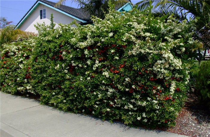 Plant photo of: Pyracantha koidzumii 'Santa Cruz'