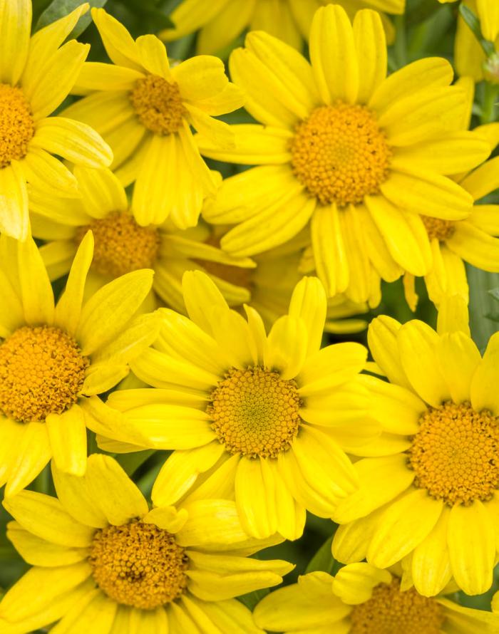 Plant photo of: Argyranthemum frutescens 'Butterfly'