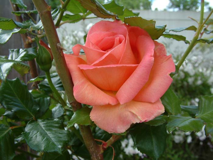 Hybrid Tea Rose (selections)