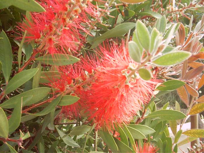 Plant photo of: Callistemon citrinus