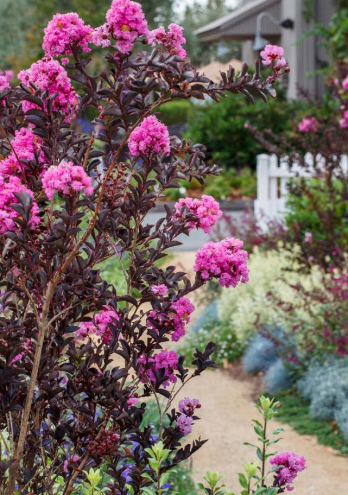 Plant photo of: Lagerstroemia indica 'Delta Fusion'