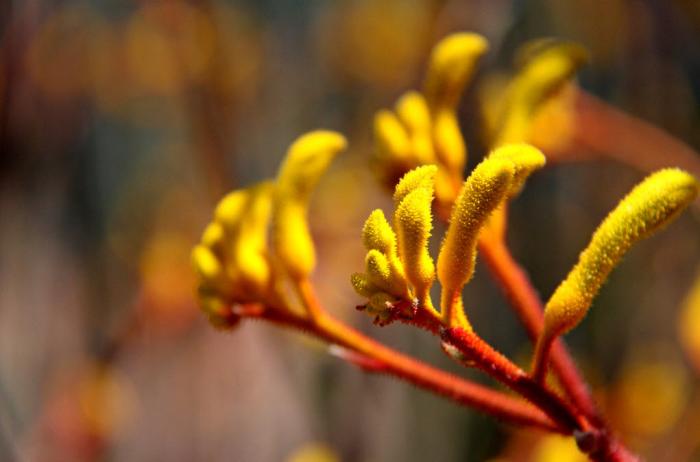 Plant photo of: Anigozanthos hybrid 'Tequila Sunrise'