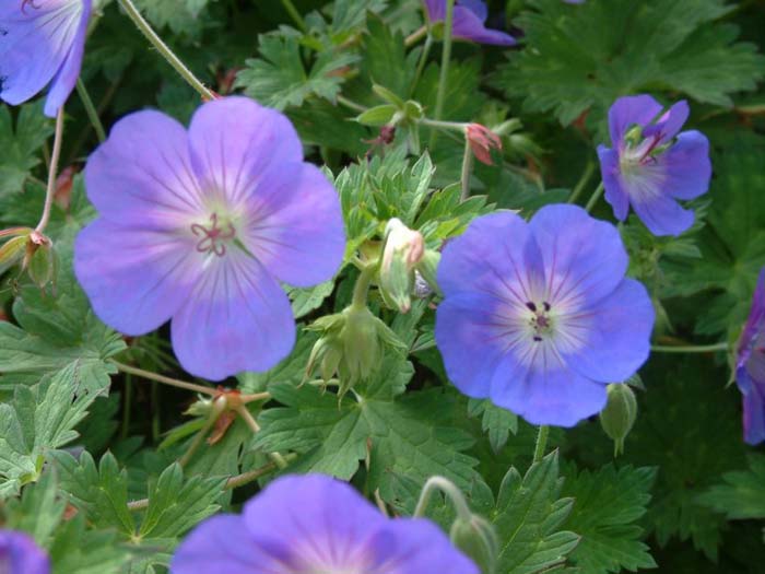 Plant photo of: Geranium 'Rozanne'