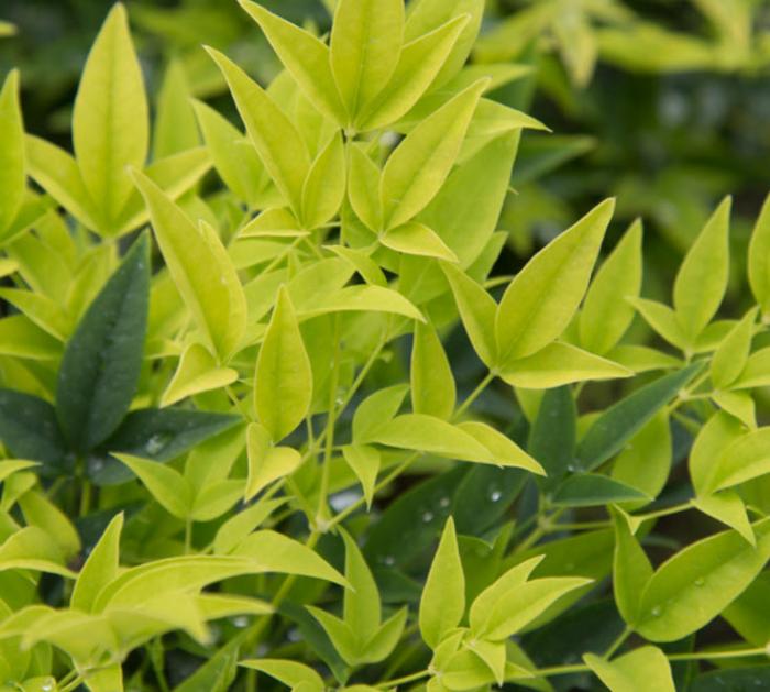 Plant photo of: Nandina domestica 'Lemon Lime'