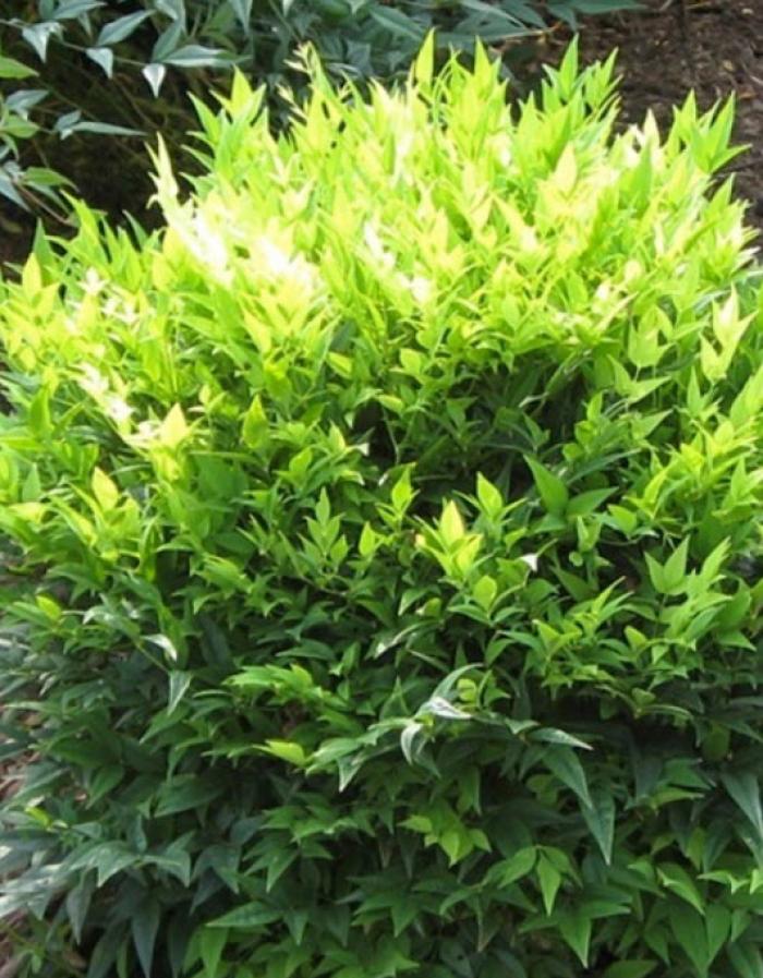 Plant photo of: Nandina domestica 'Lemon Lime'