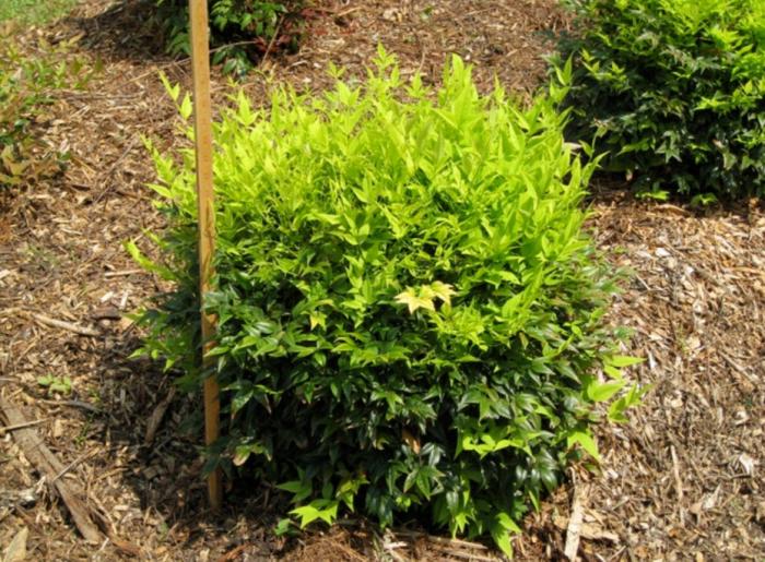 Plant photo of: Nandina domestica 'Lemon Lime'