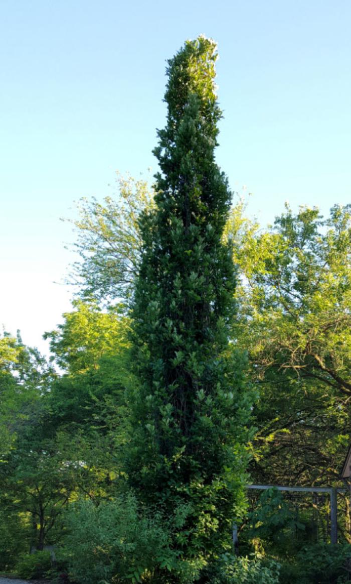 Plant photo of: Quercus x Kindred Spirit®