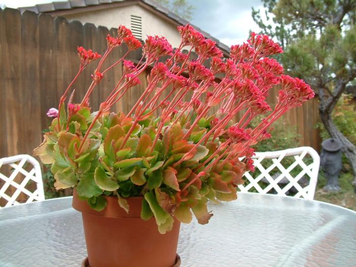 Plant photo of: Kalanchoe blossfeldiana