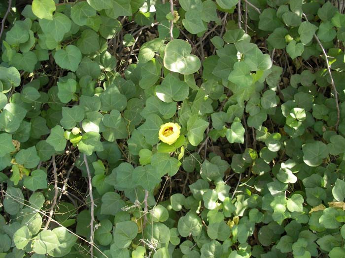 Plant photo of: Gossypium harknessii