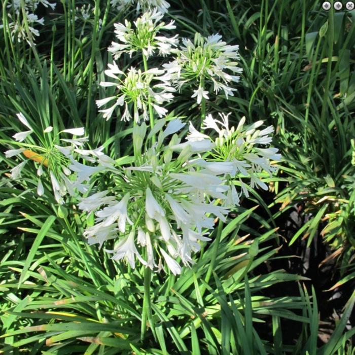 Plant photo of: Agapanthus 'Peter Pan White'