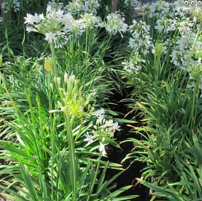 Plant photo of: Agapanthus 'Peter Pan White'