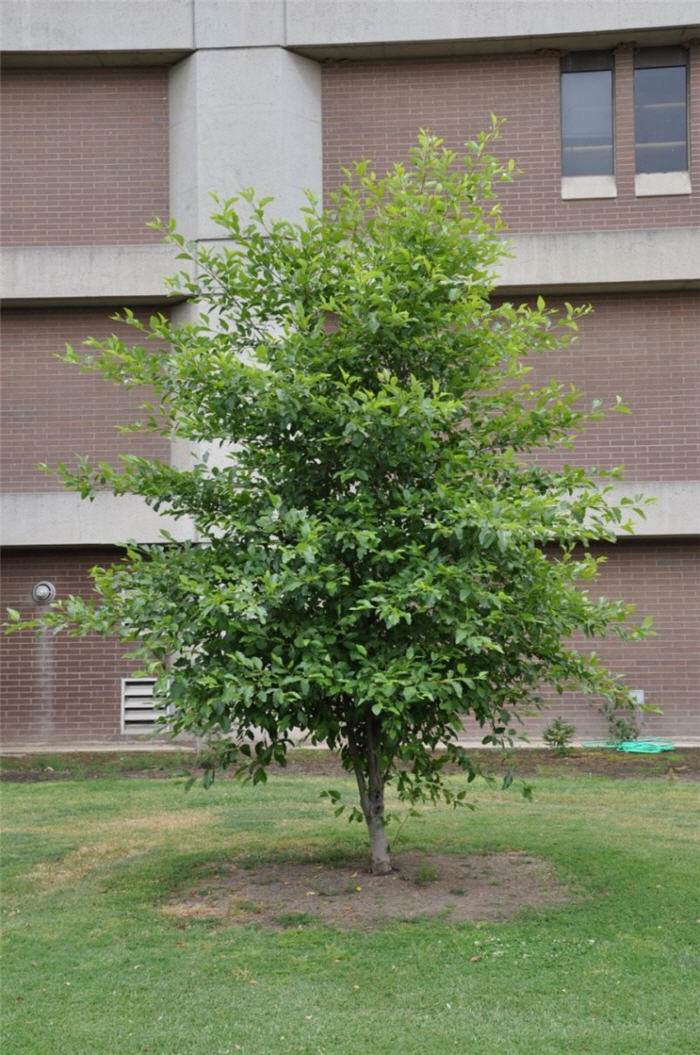 Plant photo of: Alnus rhombifolia