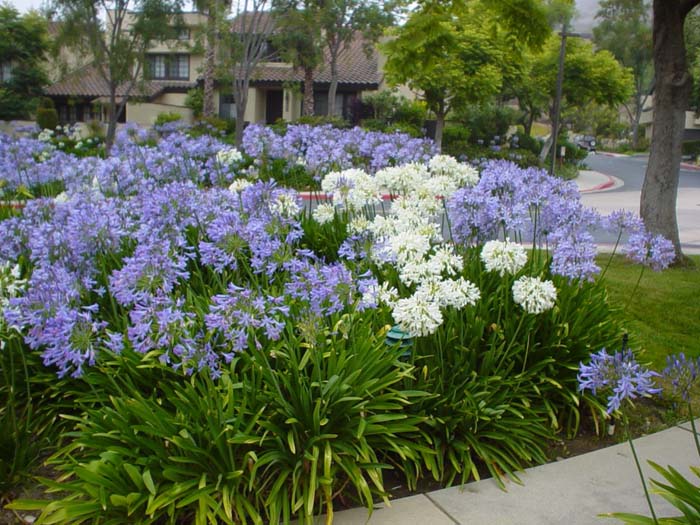 Plant photo of: Agapanthus africanus