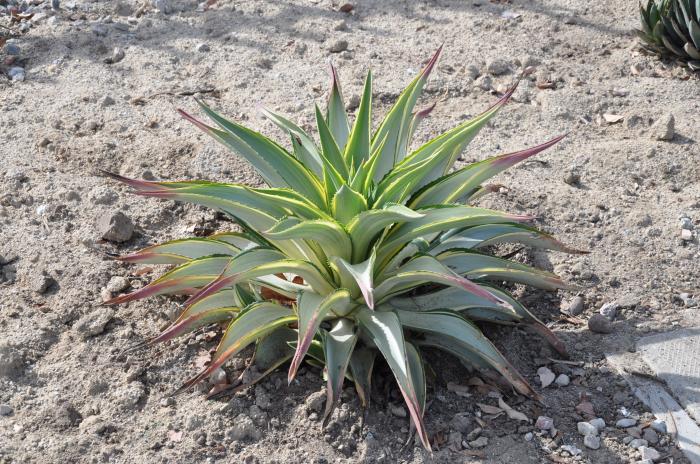 Plant photo of: Agave des. 'Joe Hoak'