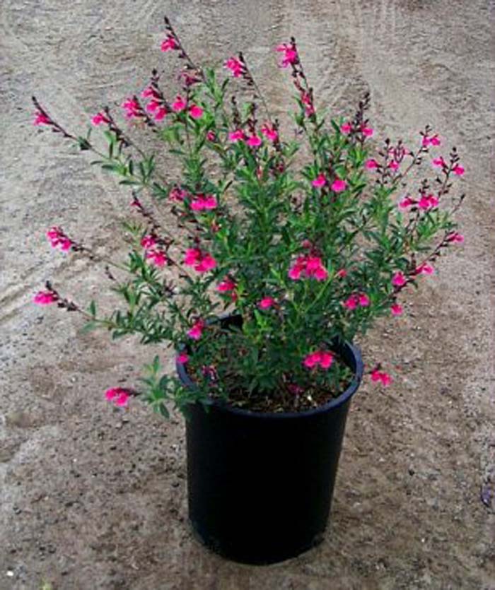 Plant photo of: Salvia greggii 'Rose Pink'