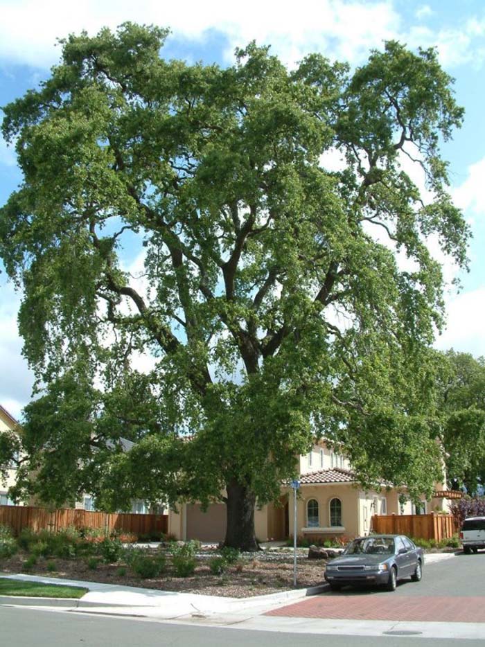 Plant photo of: Quercus lobata