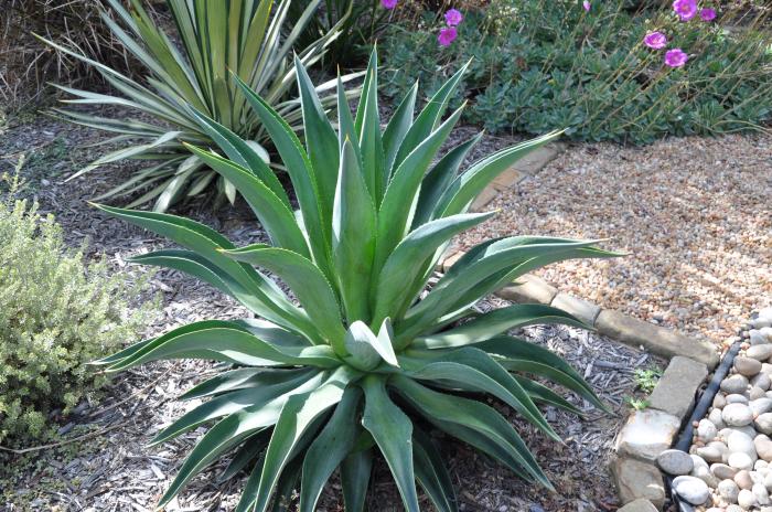 Plant photo of: Agave desmetiana