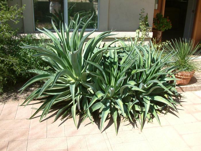 Plant photo of: Agave desmetiana