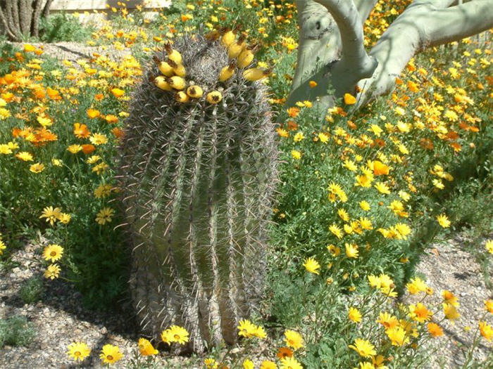 Plant photo of: Ferocactus cylindraceus