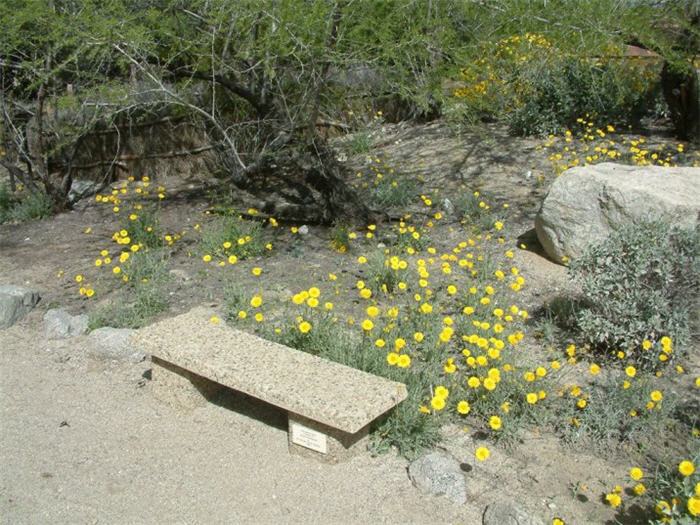 Plant photo of: Baileya multiradiata