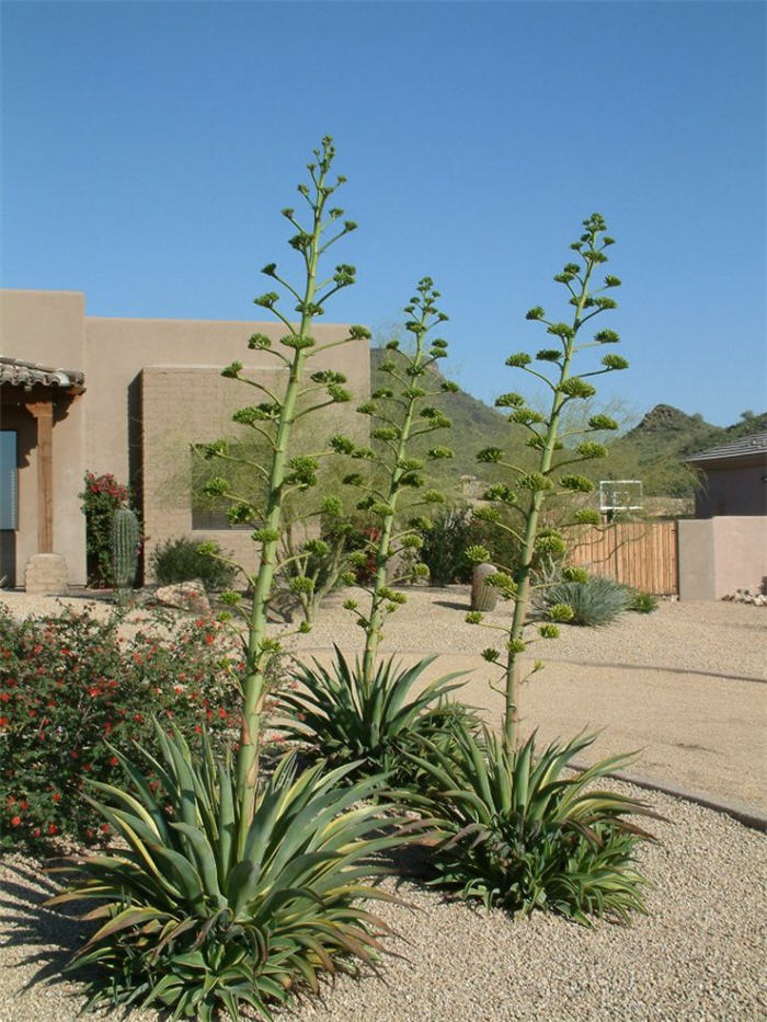 Plant photo of: Agave desmettiana