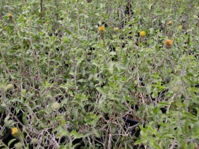 Plant photo of: Encelia frutescens